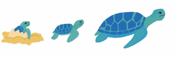 three turtles walking