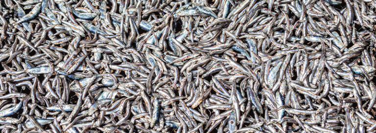 A New Definition for ‘Destructive Fishing’ to Kickstart A Fresh Era in ...