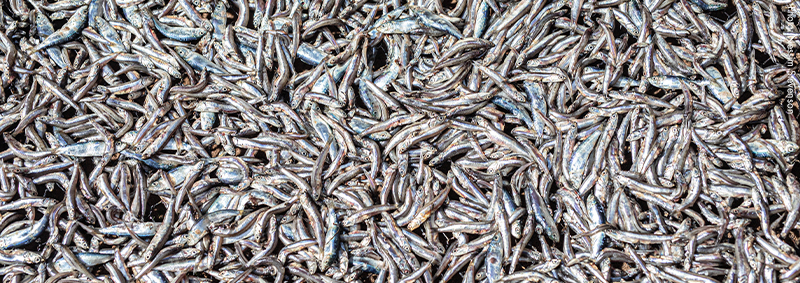 A New Definition for ‘Destructive Fishing’ to Kickstart A Fresh Era in ...